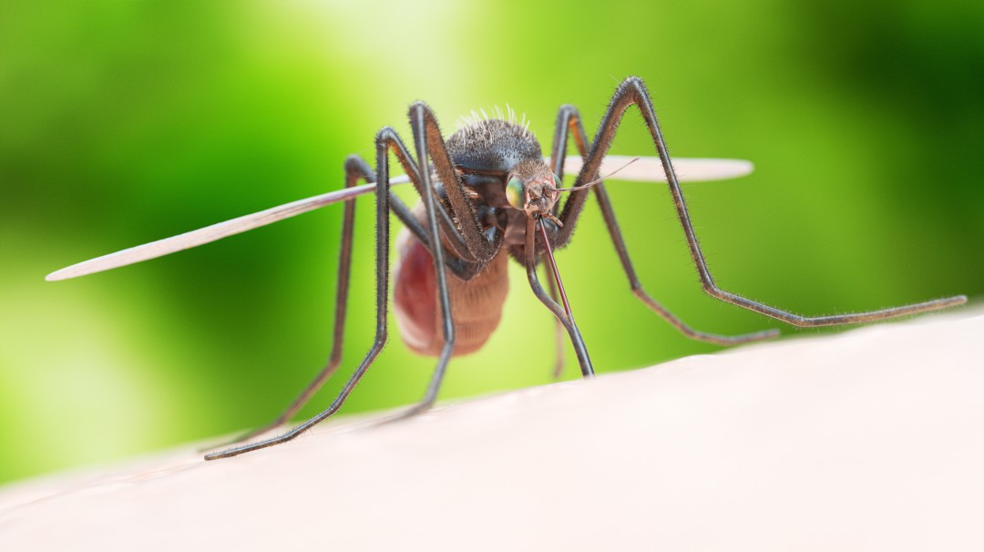 Siguen aumentando casos de dengue en Tolima