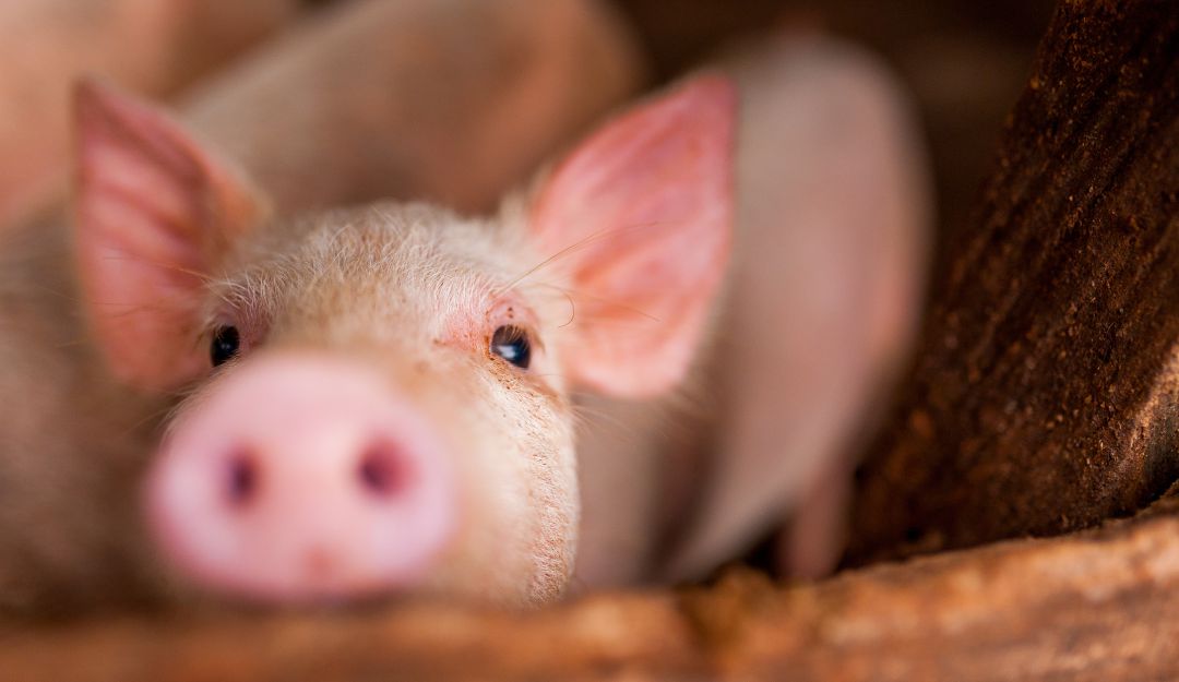 Experimentos con cerdos en China: ¡Qué crueldad! En China estarían usando cerdos para recrear accidentes