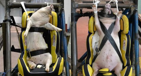 Experimentos con cerdos en China: ¡Qué crueldad! En China estarían usando cerdos para recrear accidentes Experimentos con cerdos en China: ¡Qué crueldad! En China estarían usando cerdos para recrear accidentes