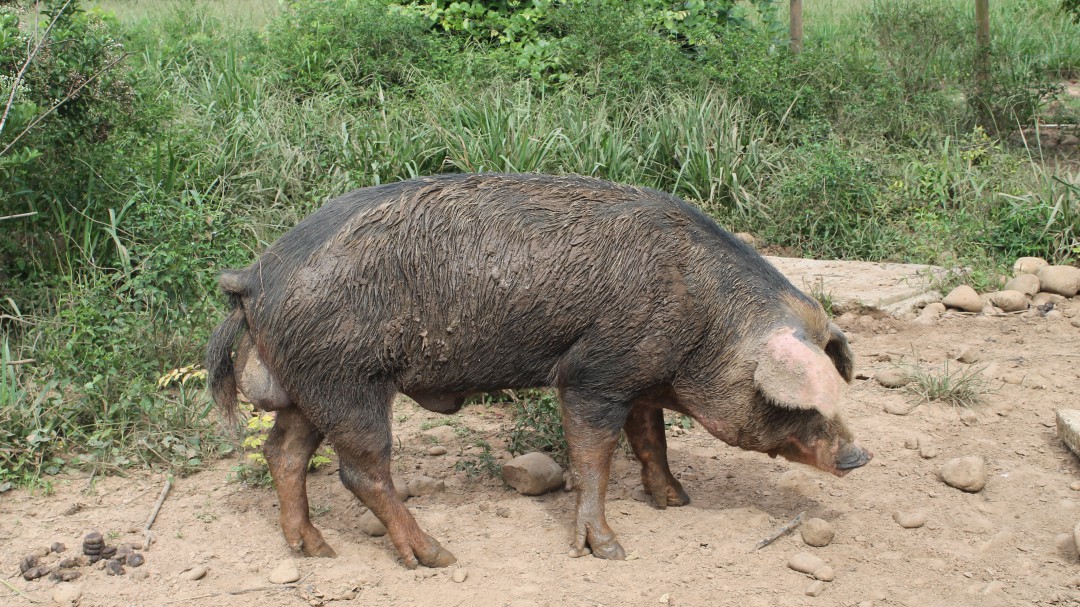 Cerdo casco de mula: Agrosavia trabaja en su conservación