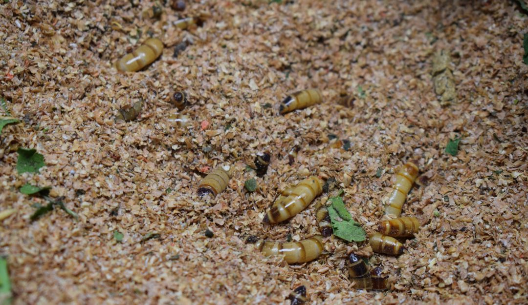 Con insectos elaboran harinas para alimentar a los peces