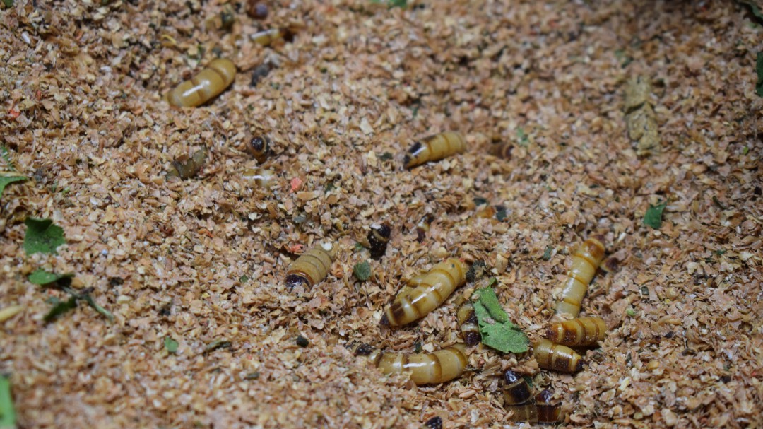 Con insectos elaboran harinas para alimentar a los peces