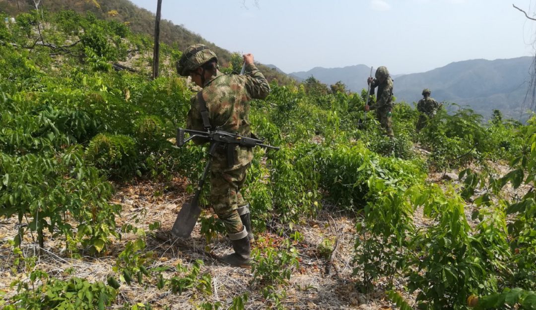 Ejército en Bolívar: Ejército erradica más de 3000 hectáreas de cultivos ilícitos en Bolívar