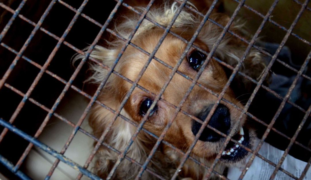 Homicidio por un perro en Bello pelea vecinos: En Bello, un hombre asesinó a su vecino por un perro