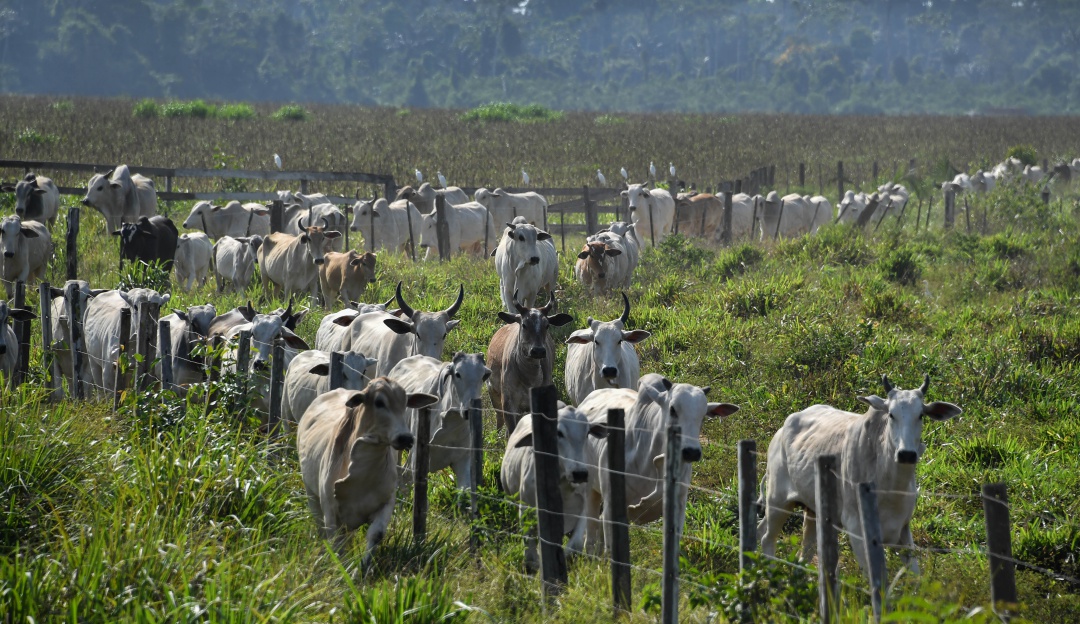 Agricultura en Amazonía: En Amazonía agricultura y ganadería creció 45% durante los últimos 18 años