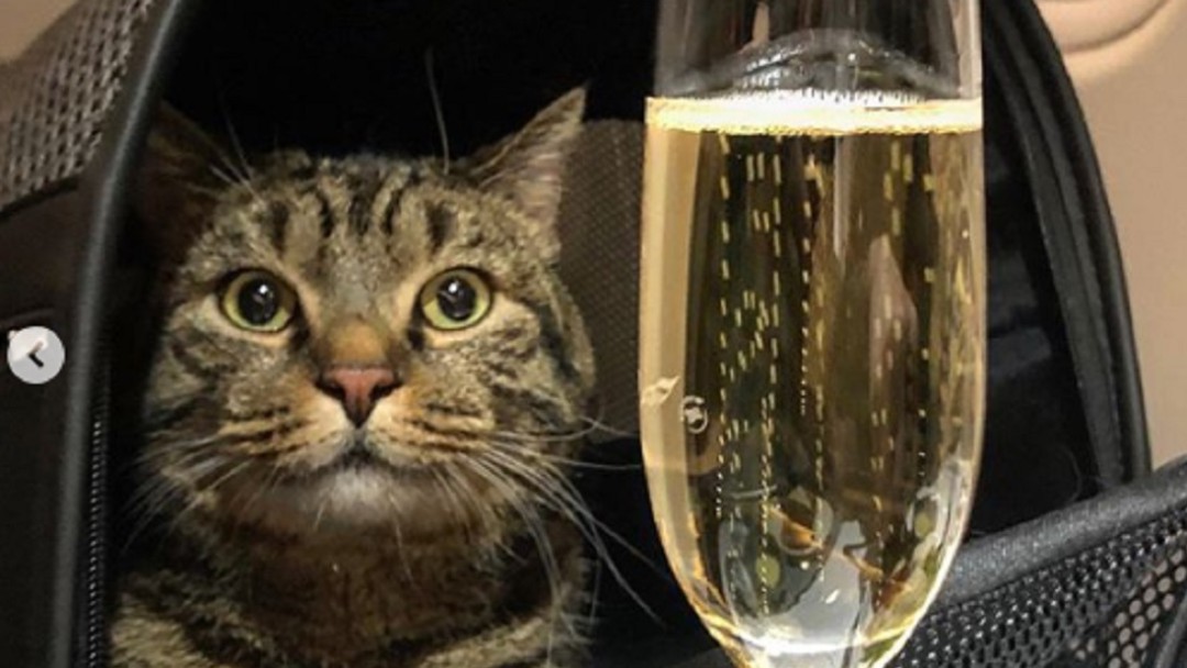 ¡Pasajero de peso! Así fue el engaño para viajar con su gato gordo