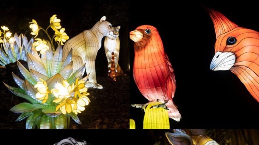 Fauna y flora colombiana iluminarán el parque Jardín Botánico de Bogotá