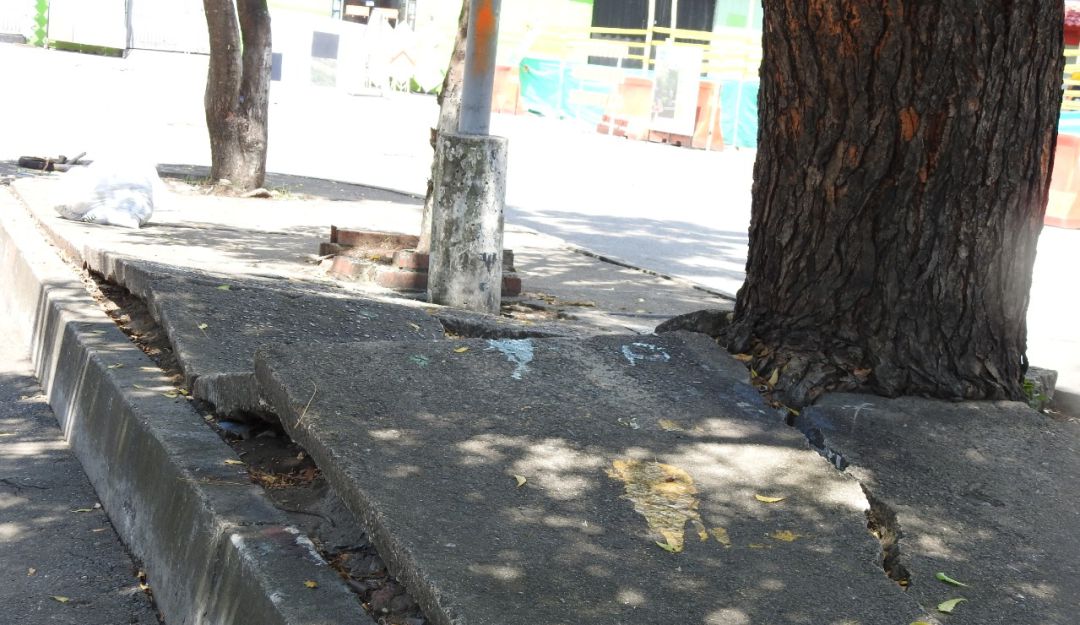 Neiva: Especies invasoras que dañan otros cultivos generan alerta en el Huila