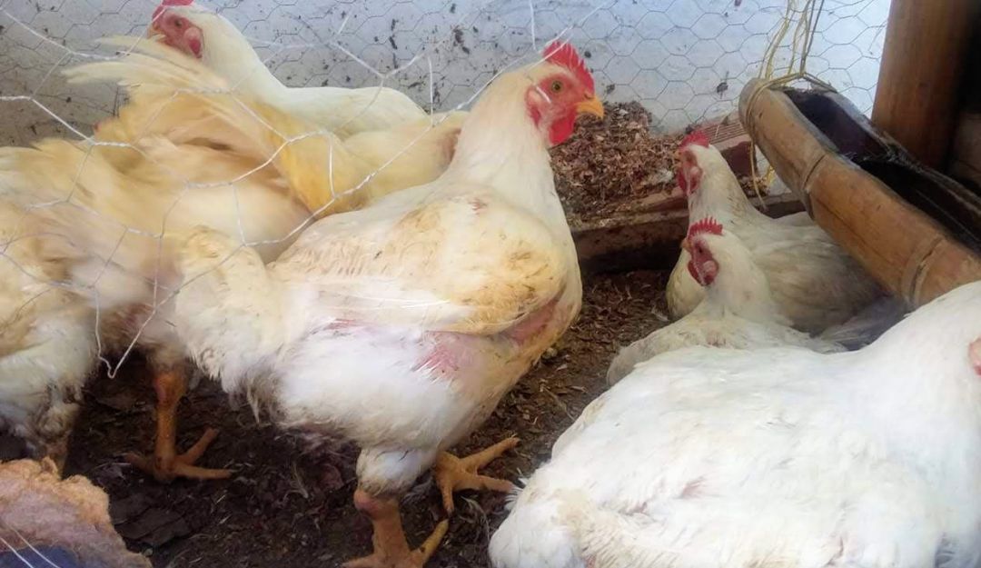 Soluciones ecológicas para los terrenos del campo