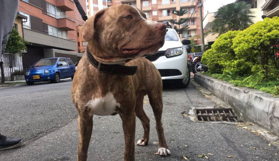 Perro pitbull atacó a niña de tres años en el sur de Bogotá
