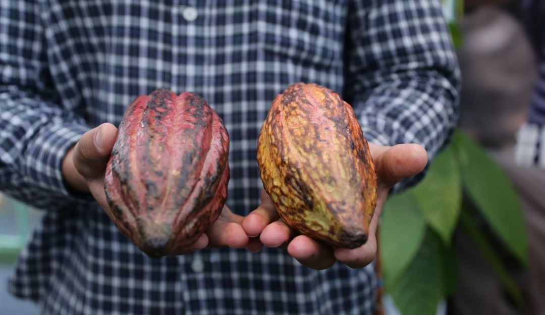 Cacao Colombiano: Exportaciones de cacao suben a US$78,7 millones y llegan a más de 40 países