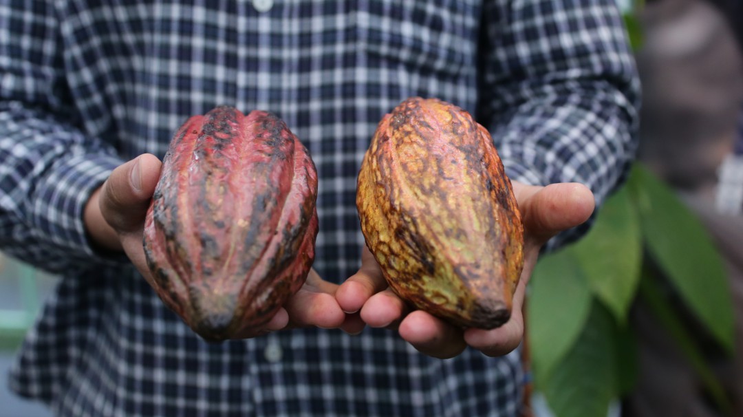 Exportaciones de cacao suben a US$78,7 millones y llegan a más de 40 países