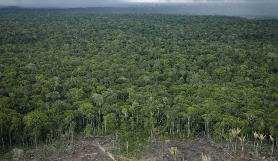 Deforestación Amazonía: La deforestación en Amazonía brasileña alcanza su mayor nivel en una década