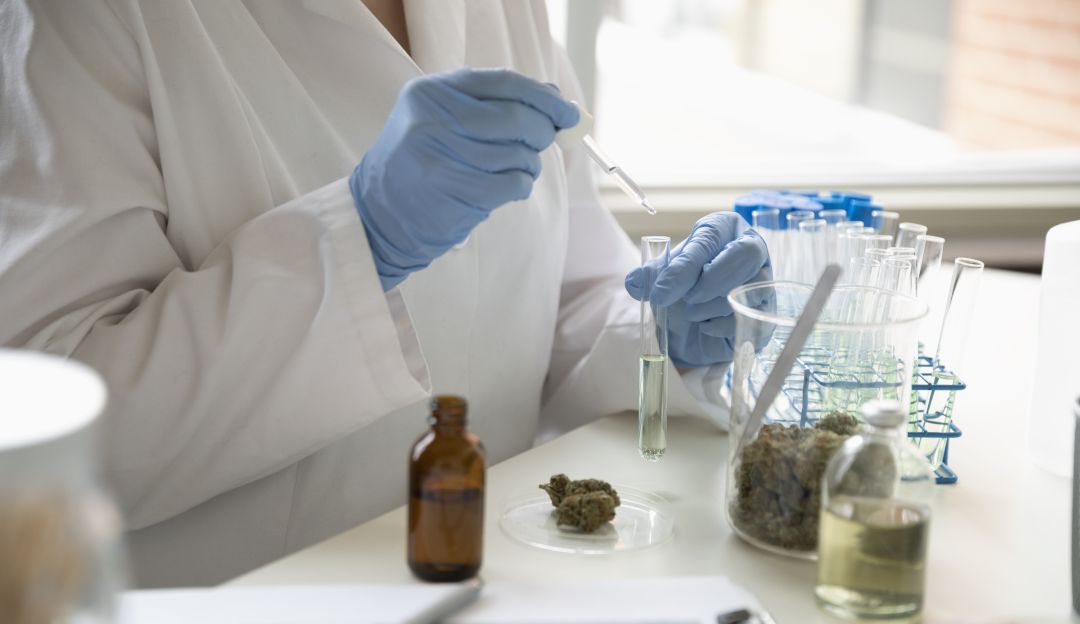 Inversión en cannabis medicinal: Industria del cannabis medicinal busca crecer a pesar de la pandemia