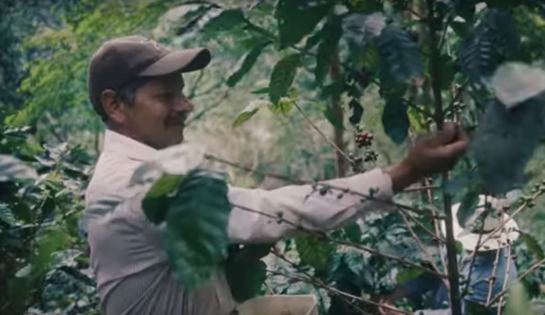 Siembra de café en Acacías, Meta.: Proyecto de siembra de café en Acacías es una realidad