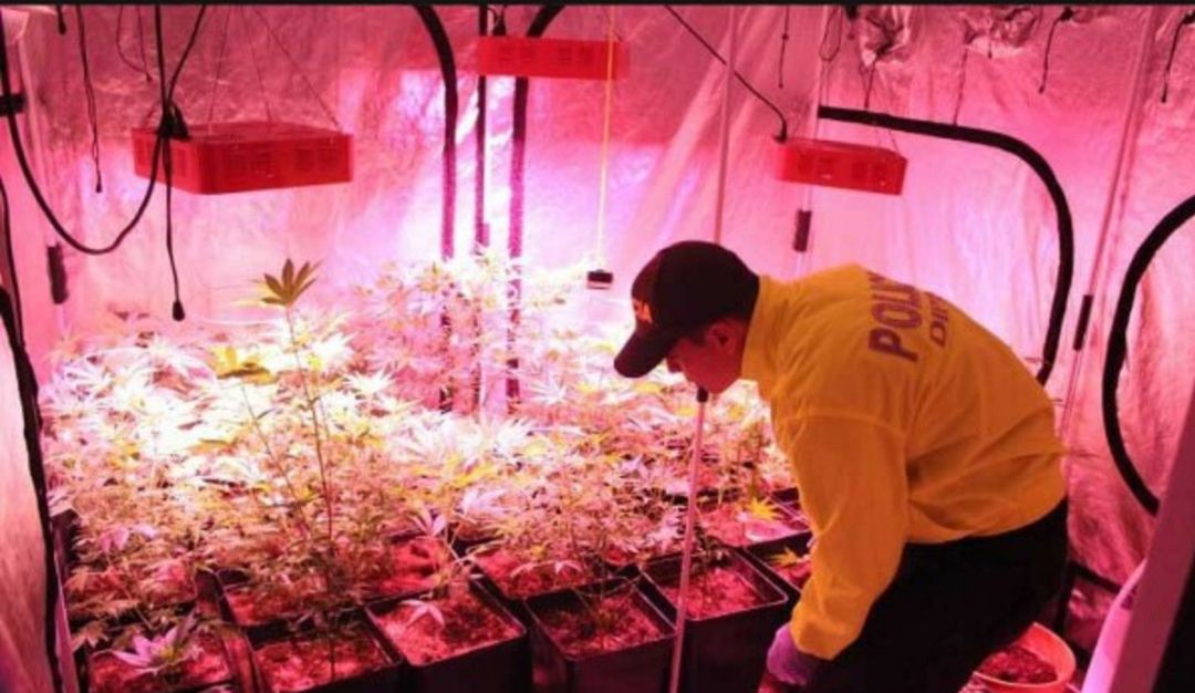 Hallan más de 20 mil gramos de marihuana investigando un asesinato en Tunja: Hallan más de 20 mil gramos de marihuana investigando un asesinato en Tunja