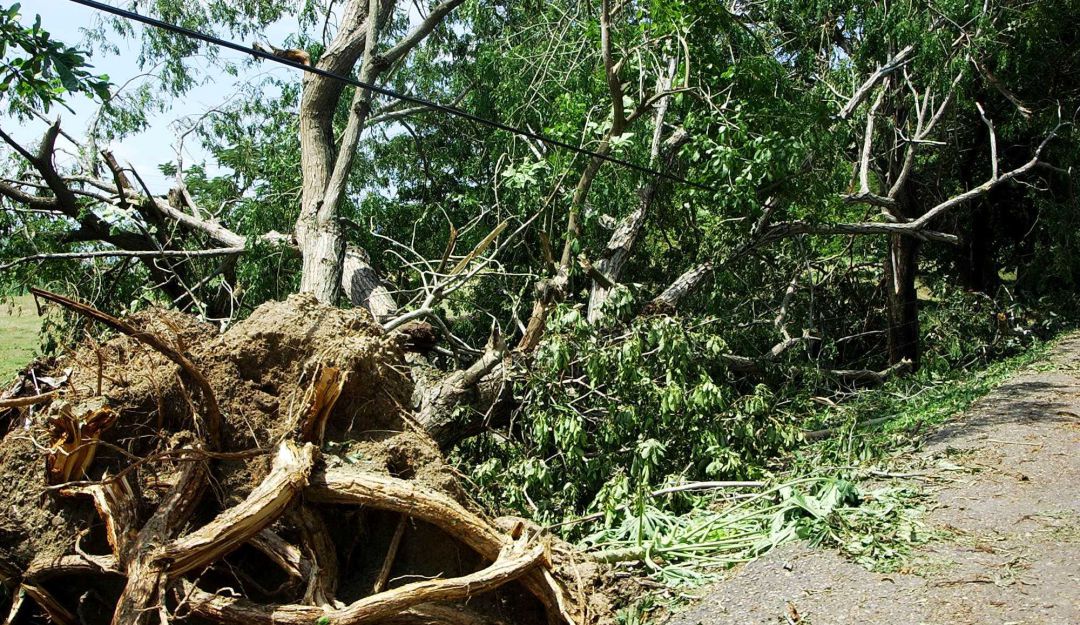 Vìa Panorama: Hoy será sepultado conductor de camión que murió cuando le cayó un árbol