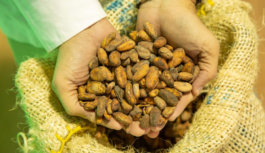 Chocolate: Con apoyo de Canadá fortalecen la producción de cacao en Colombia