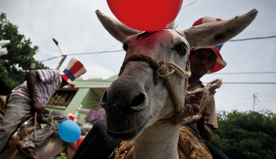 Los burros usados no solo en el trabajo, sino en múltiples actividades.