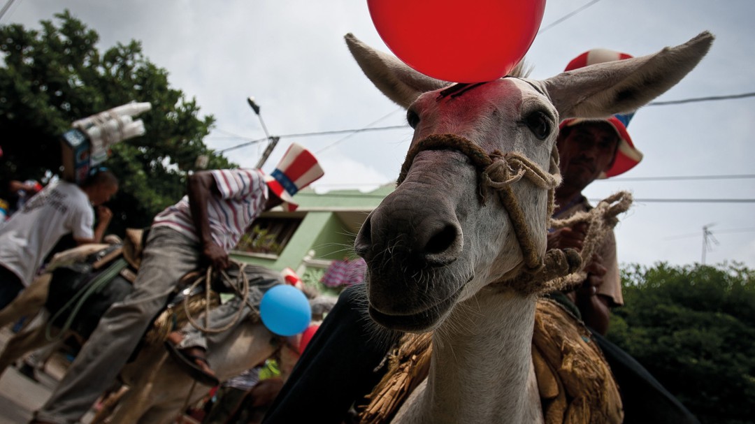 Los burros, ¿en peligro de extinción?