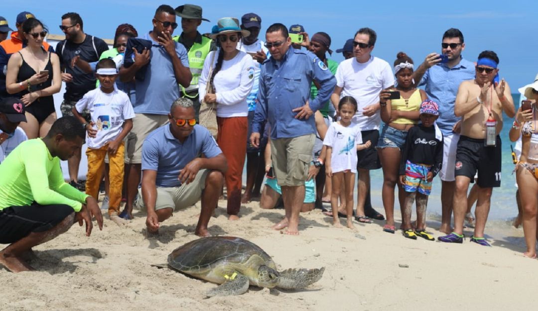Liberadas tortugas marinas zona insular Cartagena: Liberan a 89 tortugas marinas en la zona insular de Cartagena