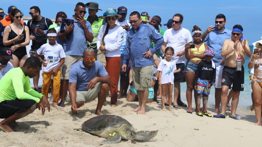 Liberan a 89 tortugas marinas en la zona insular de Cartagena