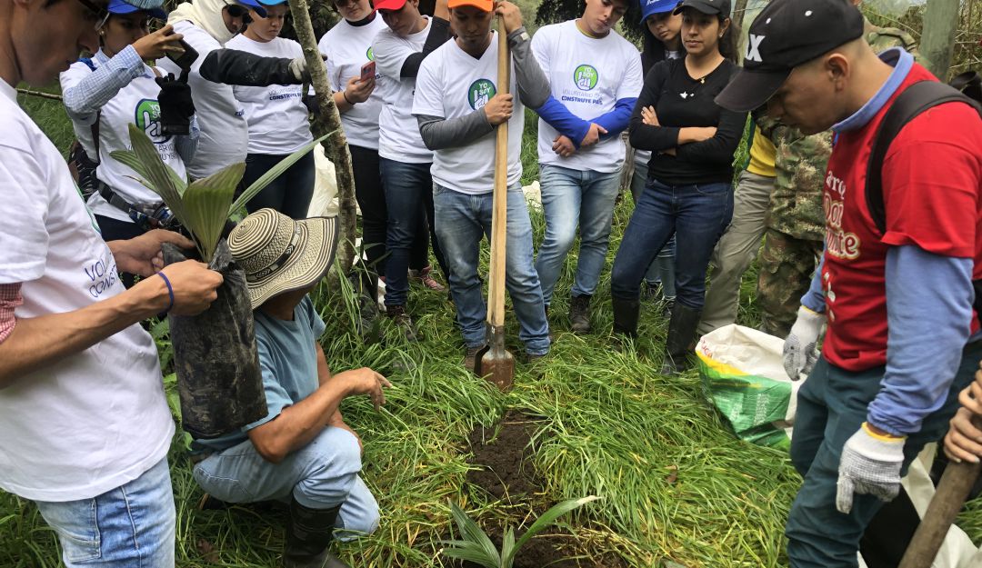 Sebrar palmas de cera: ANDI realiza jornada de Sembratón de 1.000 palmas de cera
