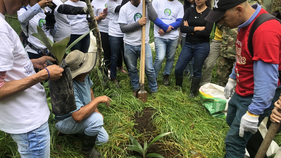 ANDI realiza jornada de Sembratón de 1.000 palmas de cera