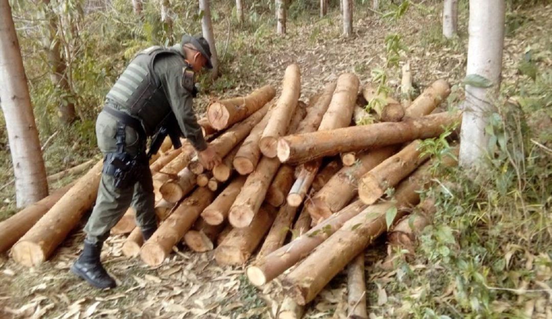 INVESTIGACION TALA ILEGAL ARBOLES CAS JUAN GABRIEL ALVAREZ: Investigan a director de la CAS por tala ilegal