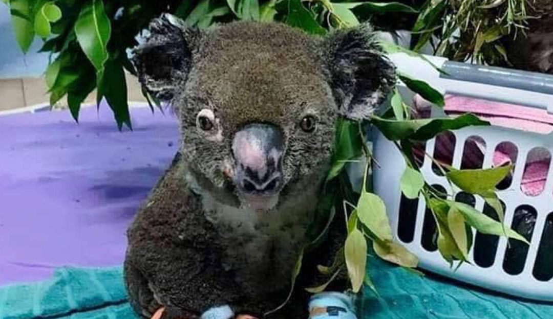 Koala Lewis Incendios Australia: ¡Muy triste! Falleció 'Lewis', el koala que fue rescatado en Australia