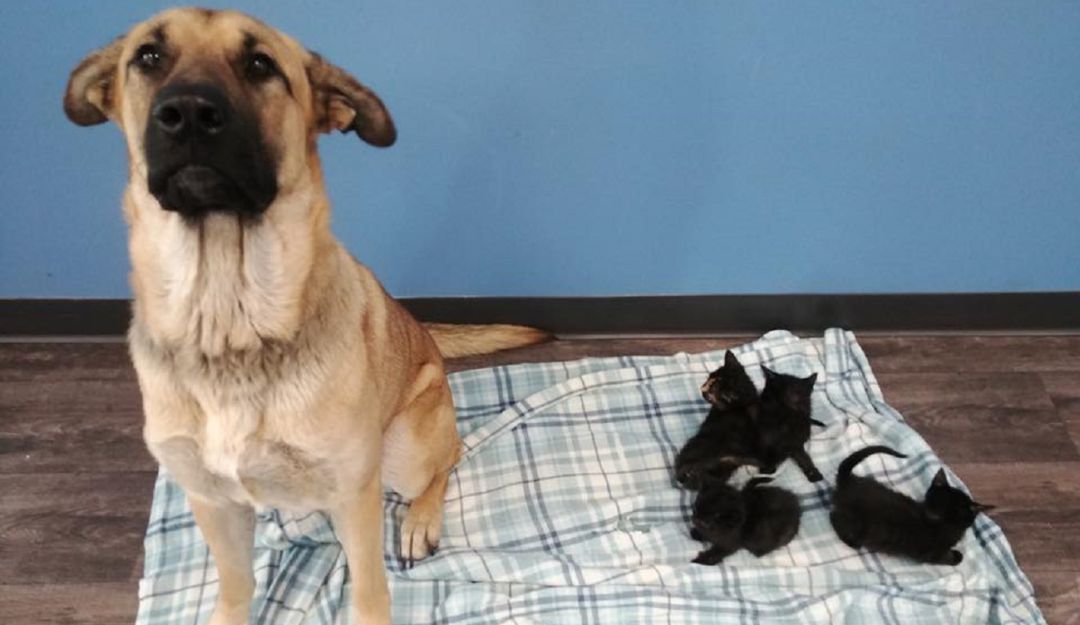 Perrito adoptó gatos bebés: ONG encontró a perrito de la calle que adoptó cinco gatos bebés