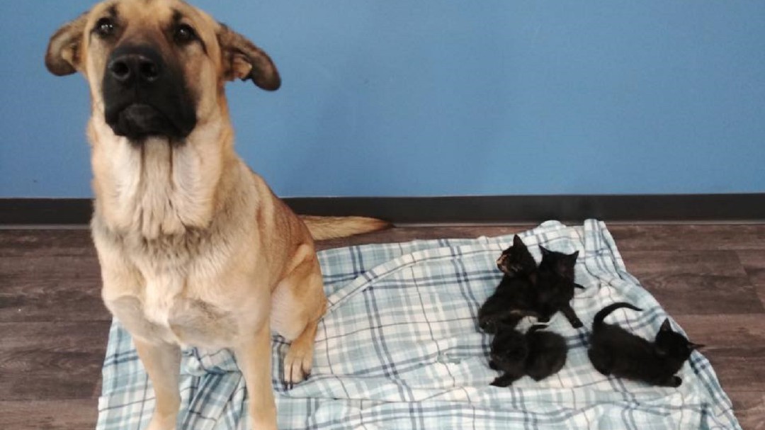 ONG encontró a perrito de la calle que adoptó cinco gatos bebés