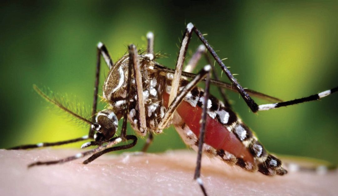 Dengue: Aumentan nuevamente los casos de dengue en el país