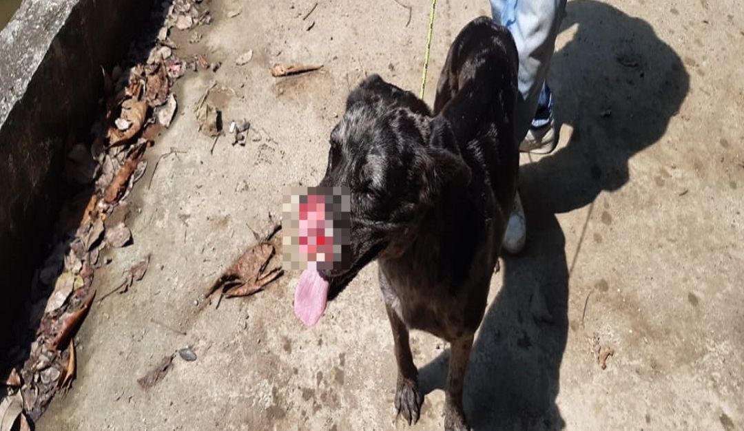 Maltrato animal, perro, Montería, indignación, Policía Nacional: Brutal caso de maltrato animal causa indignación en Montería