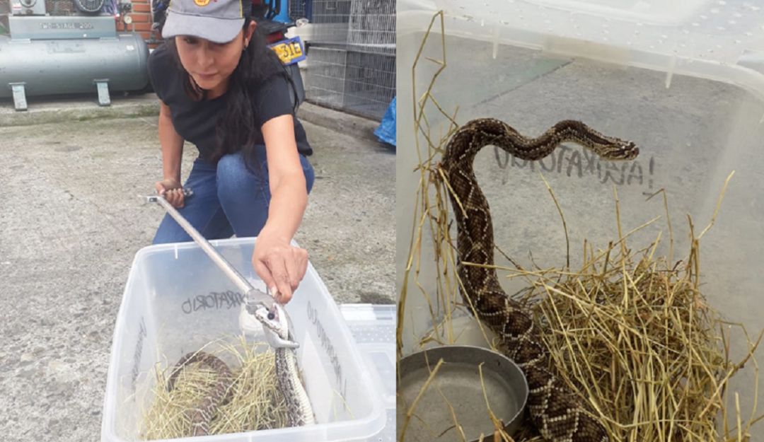 Serpiente cascabel rescatada