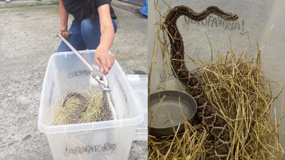En Caldas rescatan una serpiente cascabel y una babilla bebé
