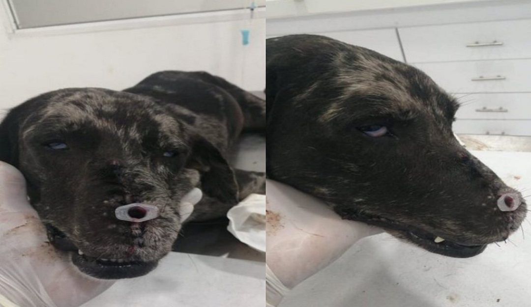 Chester, perro, maltrato animal, Montería, Asociación Amor Animal, Policía: Chester fue operado en Montería y se recupera de un brutal ataque
