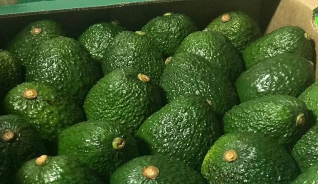 Aguacate hass en Pereira: En un 35% aumentó la exportación de aguacate hass desde Risaralda
