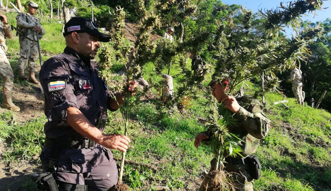 Erradican cultivo de marihuana en la Sierra Nevada