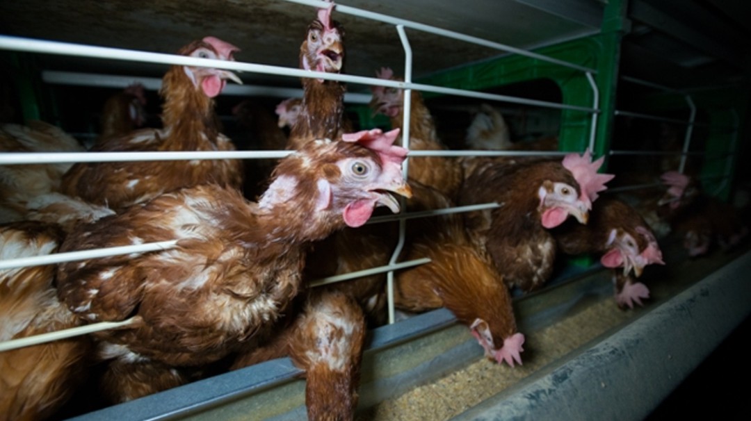 Gallinas ponedoras con menos hacinamiento pide ONG internacional