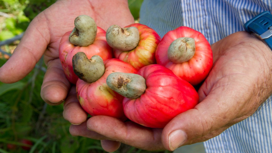 El marañón, alimento promisorio para la economía colombiana
