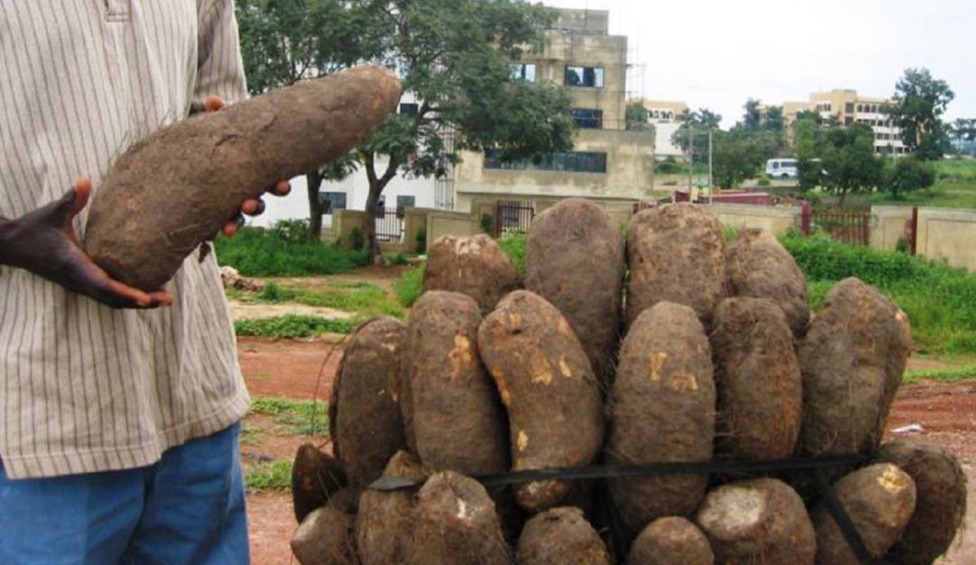Agricultura en Bolívar: Bolívar procuce el 40% del ñame en el caribe: ICA