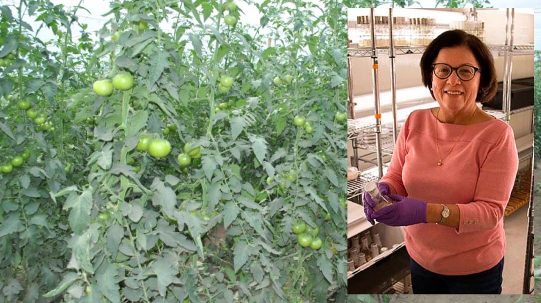 Científica colombiana diseña tomates minúsculos para NASA