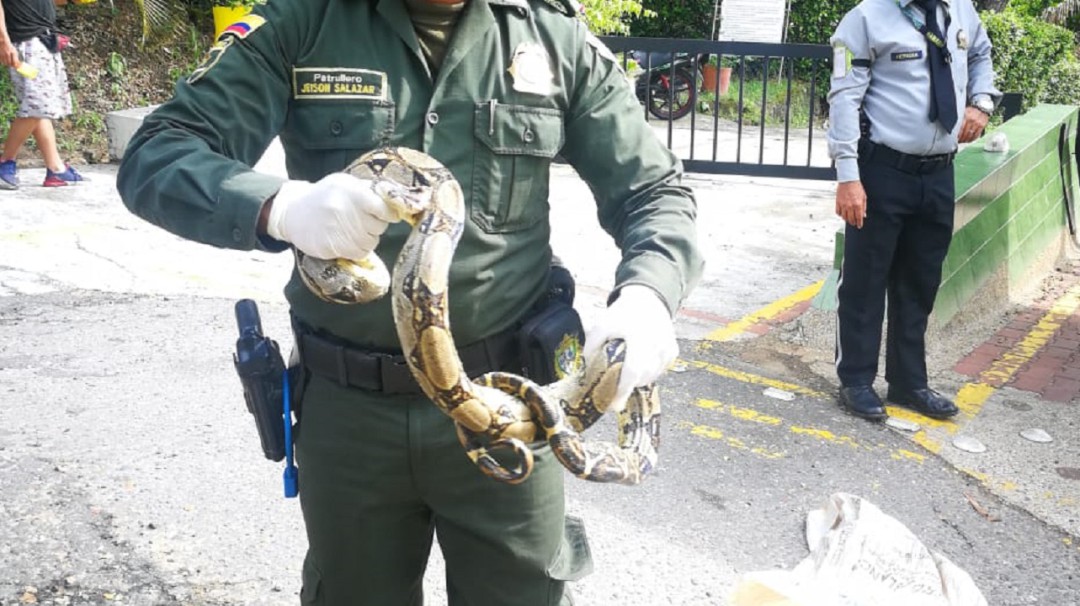 Boa constrictor estrangula a un gato Melgar, Tolima
