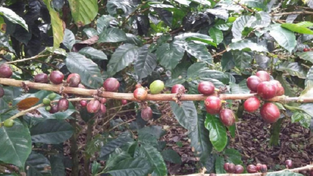 En Caldas hacen recomendaciones a los cafeteros después de la cosecha