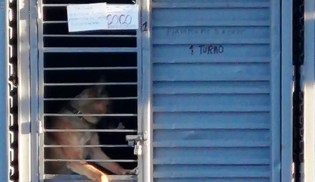 Uso de perros como guardia de seguridad en Transmilenio: El próximo año no habrá perros de seguridad en TM