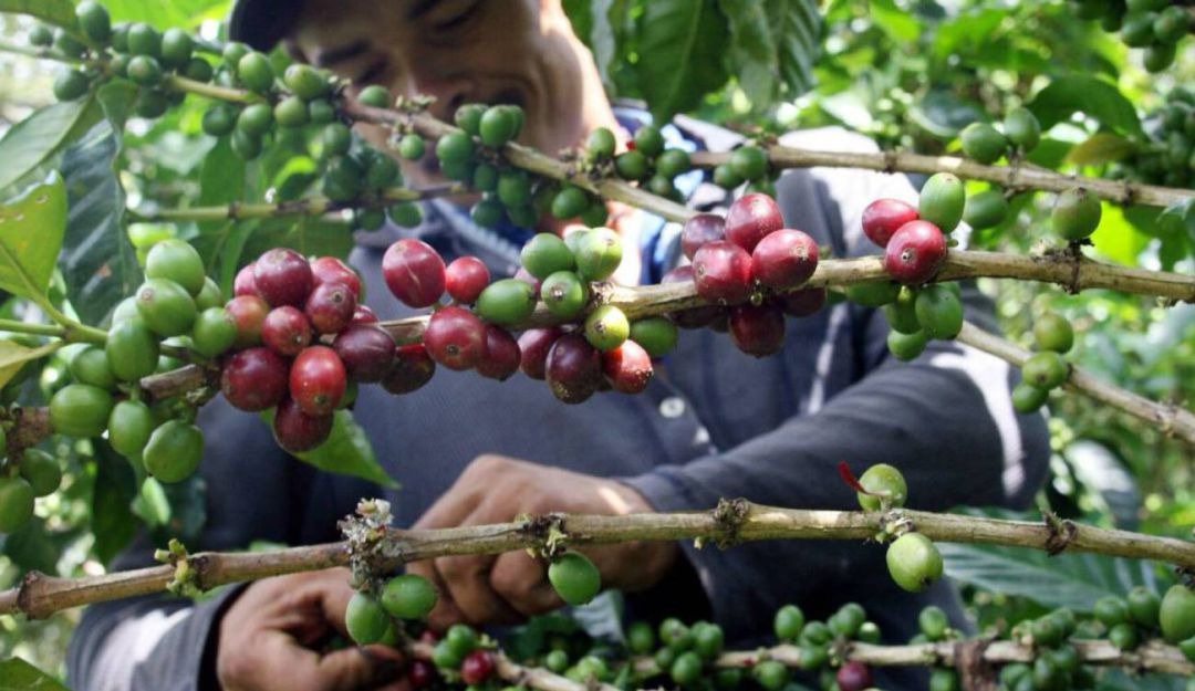 Producción de Café: Producción de café en septiembre registró una caída del 9%