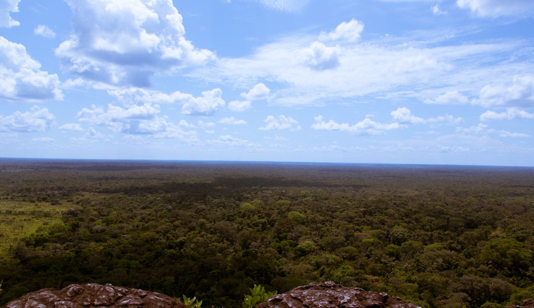 Medio ambiente en Guaviare: Juez emite primera decisión judicial a favor del medio ambiente en Guaviare
