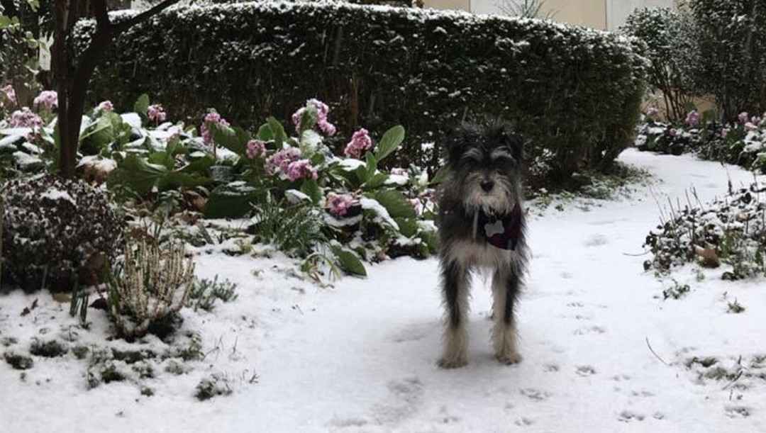 Otto, la estrella perruna de la película 'Litigante'