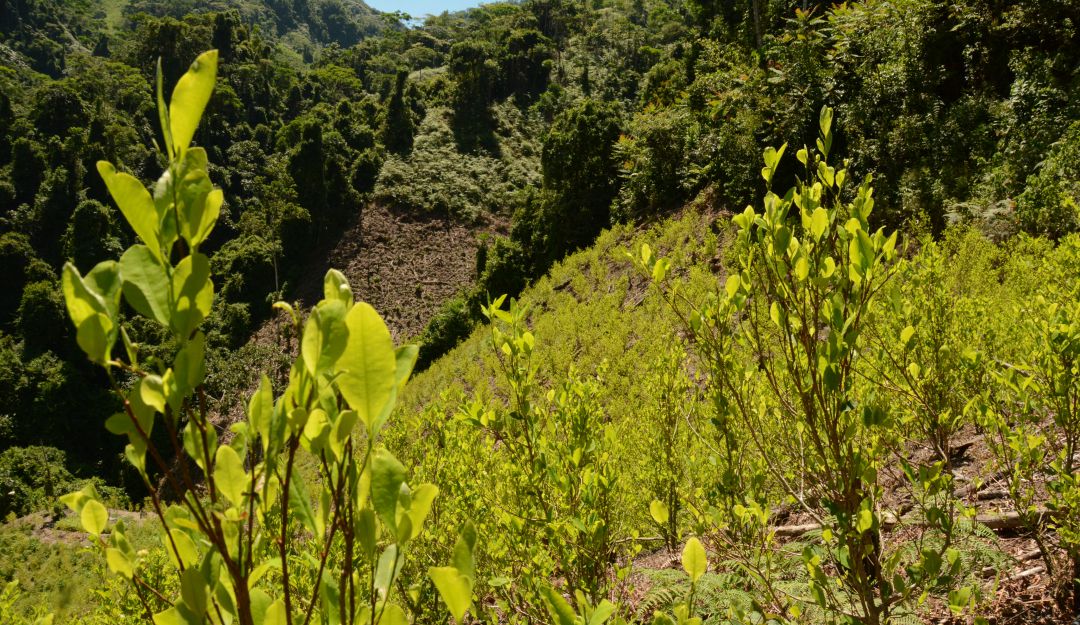 Cultivos ilícitos: Colombia ya superó la meta en erradicación de cultivos ilícitos este año